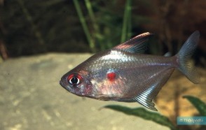 Tetra bleeding heart - Peru — 3.5